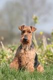 WELSH TERRIER 127